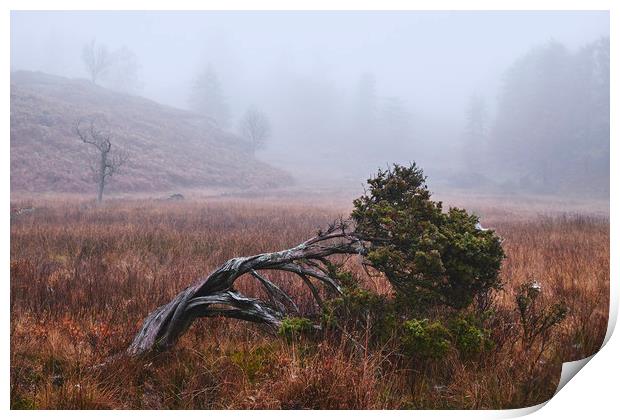 Tree in the fog. Tarn Hows, Cumbria, UK. Print by Liam Grant
