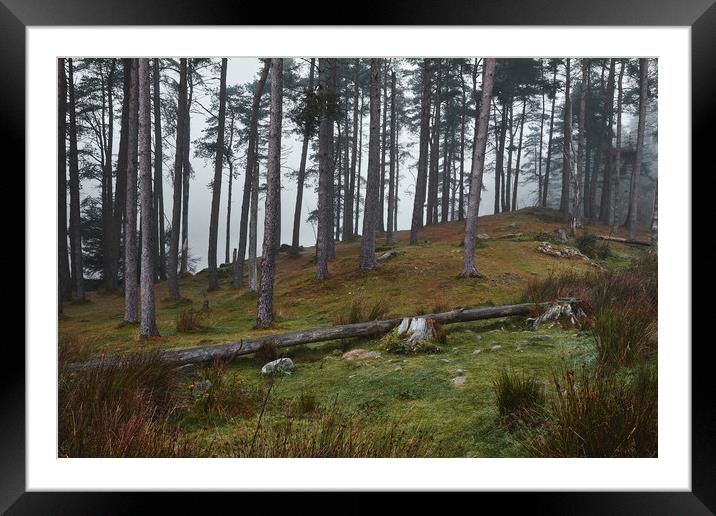 Trees in the fog. Tarn Hows, Cumbria, UK. Framed Mounted Print by Liam Grant