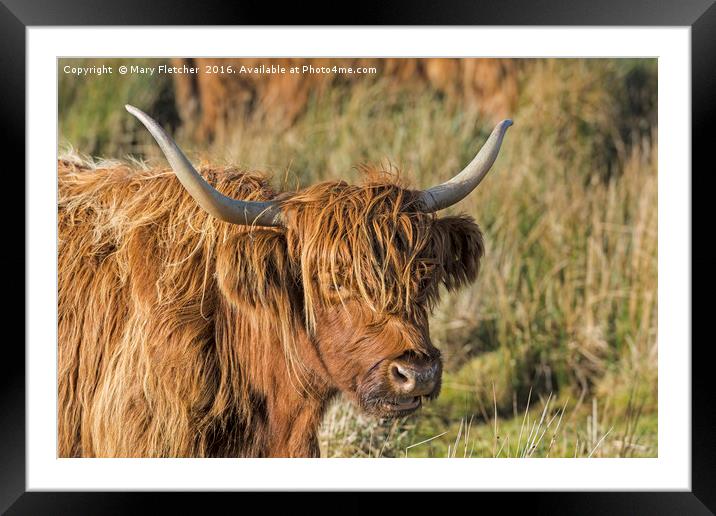 Highland Cow Framed Mounted Print by Mary Fletcher