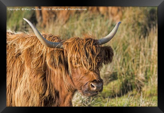 Highland Cow Framed Print by Mary Fletcher