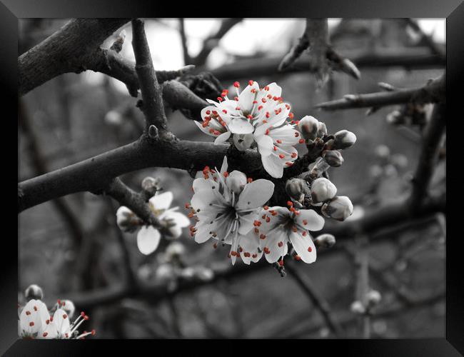 black and white with a touch of spring Framed Print by paul ratcliffe