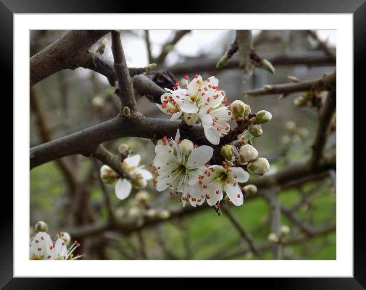 springtime Framed Mounted Print by paul ratcliffe