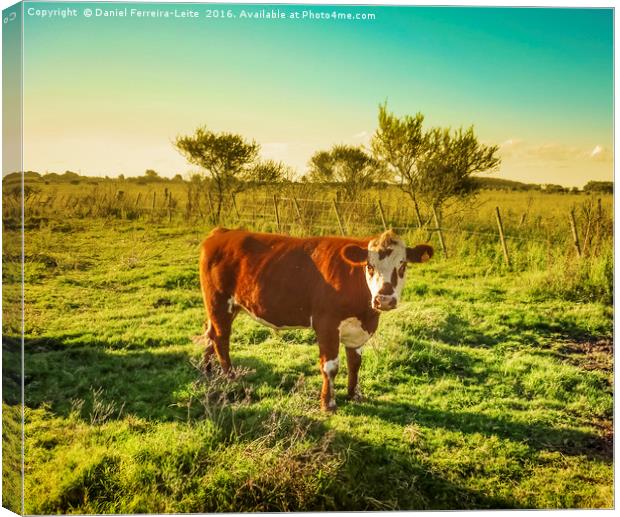 Cow in the Field Facing  the Camera Canvas Print by Daniel Ferreira-Leite