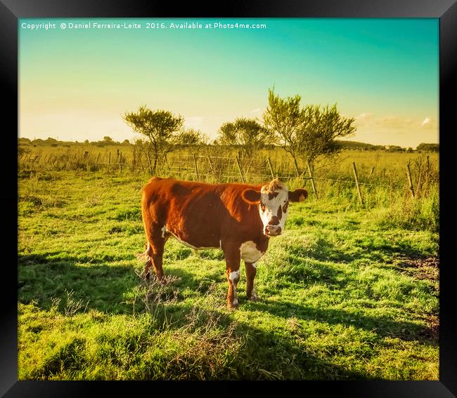 Cow in the Field Facing  the Camera Framed Print by Daniel Ferreira-Leite