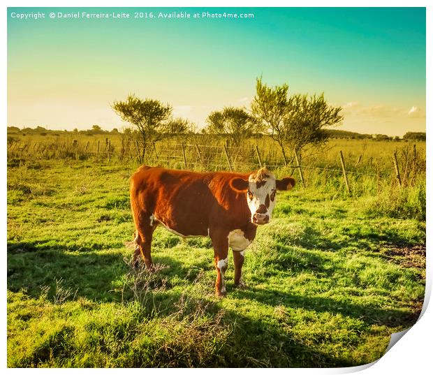 Cow in the Field Facing  the Camera Print by Daniel Ferreira-Leite