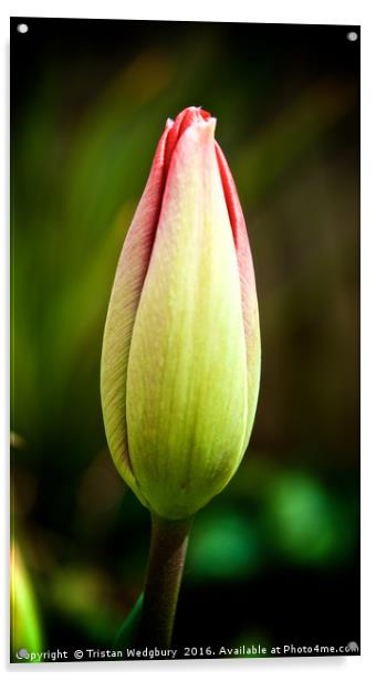 Tulip Bud Acrylic by Tristan Wedgbury