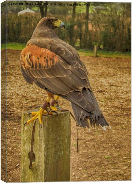 Mexican Harris Hawk Canvas Print by Images of Devon