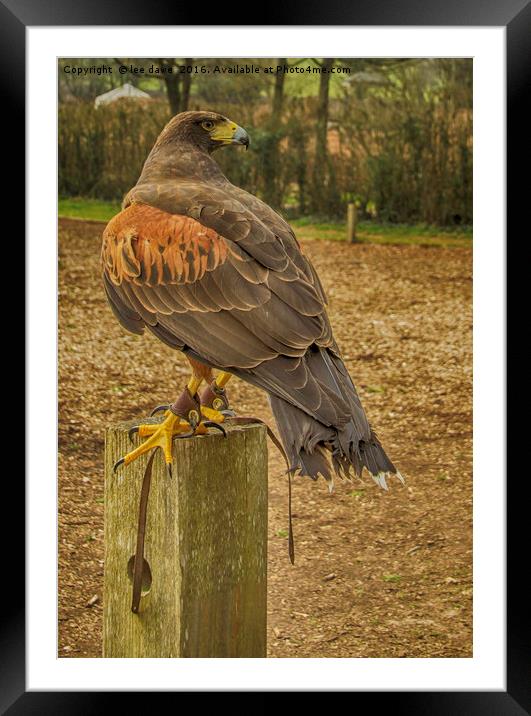 Mexican Harris Hawk Framed Mounted Print by Images of Devon