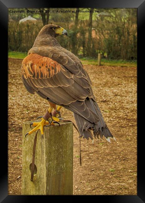 Mexican Harris Hawk Framed Print by Images of Devon