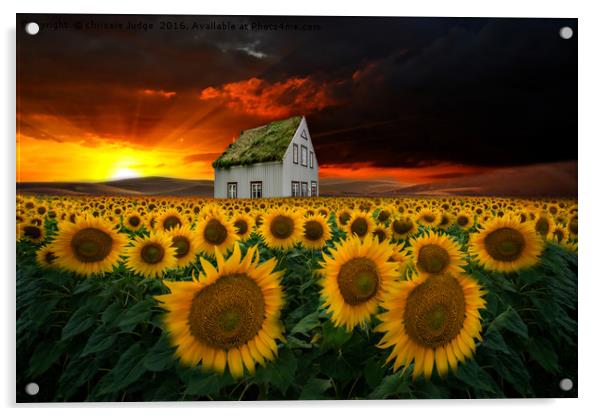 the  sunflower field  Acrylic by Heaven's Gift xxx68