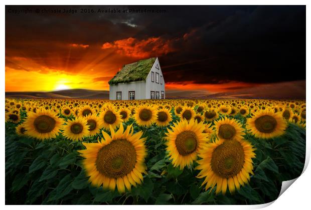 the  sunflower field  Print by Heaven's Gift xxx68