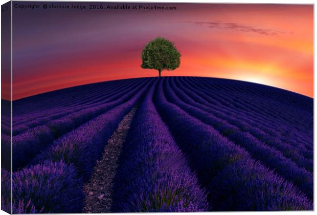 The little green tree on lavender hill  Canvas Print by Heaven's Gift xxx68