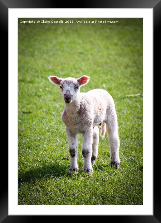 The face of innocence Framed Mounted Print by Claire Castelli