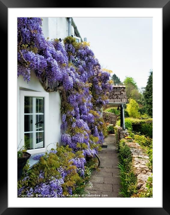 Wisteria Welcome Framed Mounted Print by Susie Peek