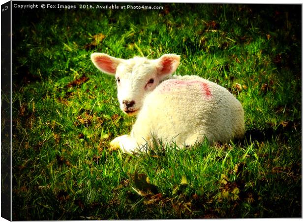 Spring Lamb Canvas Print by Derrick Fox Lomax