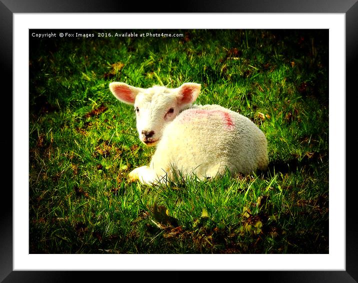 Spring Lamb Framed Mounted Print by Derrick Fox Lomax
