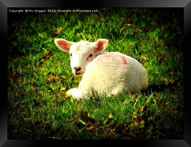Spring Lamb Framed Print by Derrick Fox Lomax
