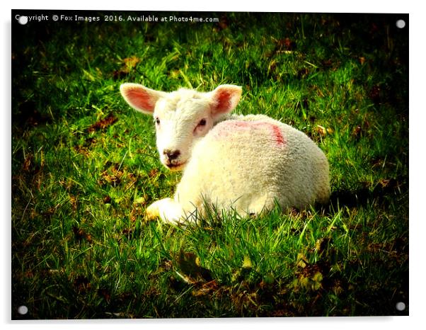 Spring Lamb Acrylic by Derrick Fox Lomax