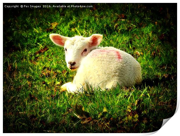 Spring Lamb Print by Derrick Fox Lomax