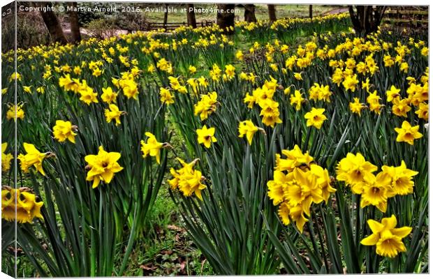 A Host of Golden Daffodils Canvas Print by Martyn Arnold
