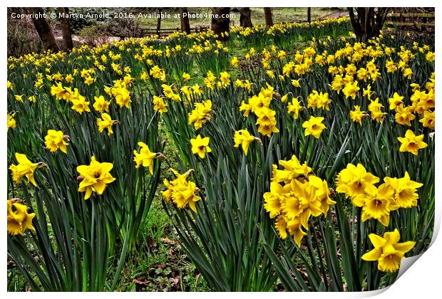 A Host of Golden Daffodils Print by Martyn Arnold
