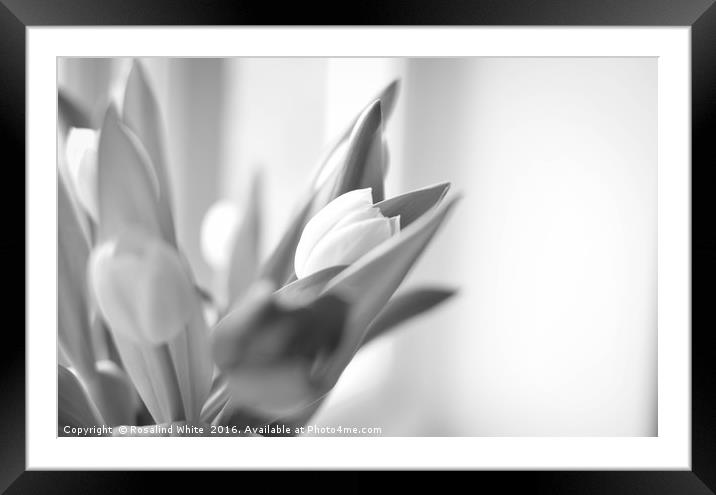 Window Light Tulips  Framed Mounted Print by Rosalind White