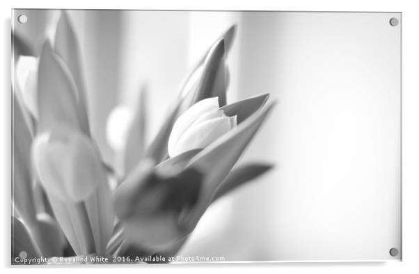Window Light Tulips  Acrylic by Rosalind White