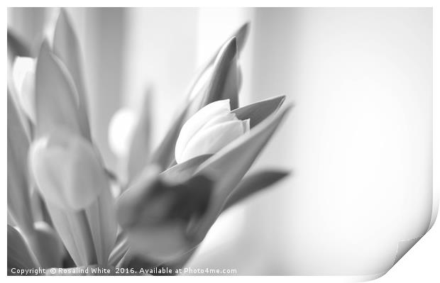 Window Light Tulips  Print by Rosalind White