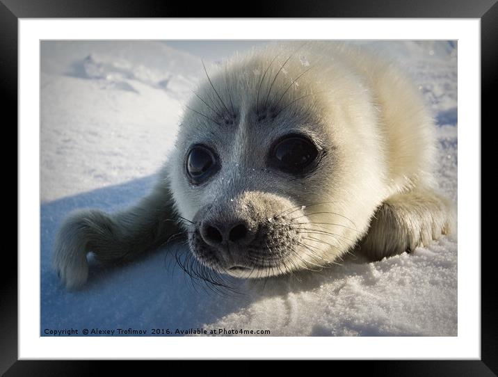 Baikal seal puppy Framed Mounted Print by Alexey Trofimov