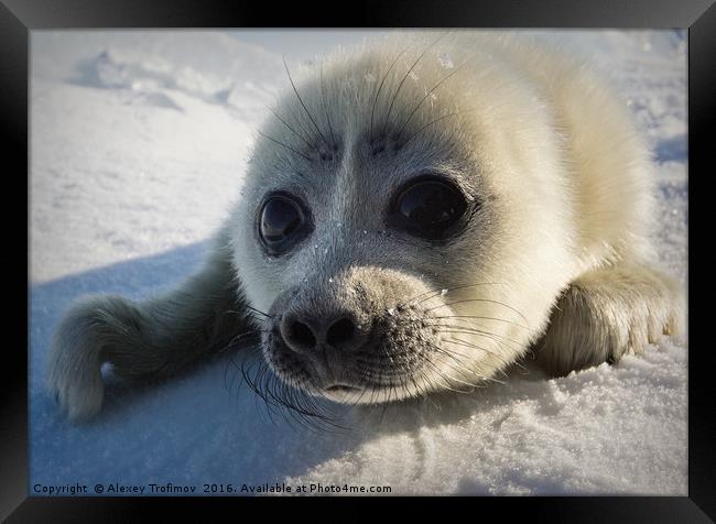 Baikal seal puppy Framed Print by Alexey Trofimov