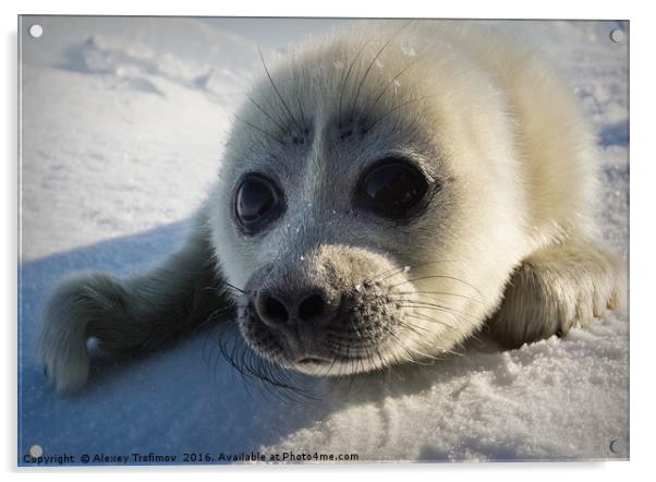 Baikal seal puppy Acrylic by Alexey Trofimov