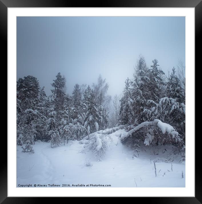 Winter Forest Framed Mounted Print by Alexey Trofimov
