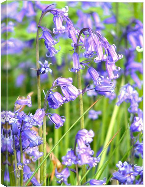 Bluebells Canvas Print by val butcher
