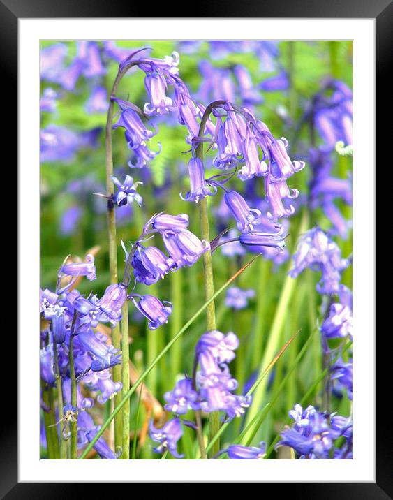 Bluebells Framed Mounted Print by val butcher