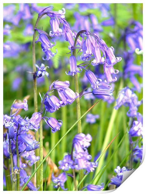 Bluebells Print by val butcher