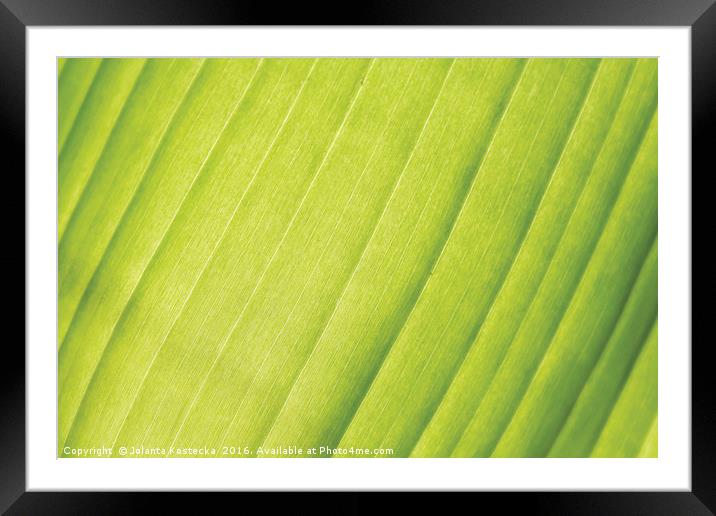 Vivid palm leaf Framed Mounted Print by Jolanta Kostecka