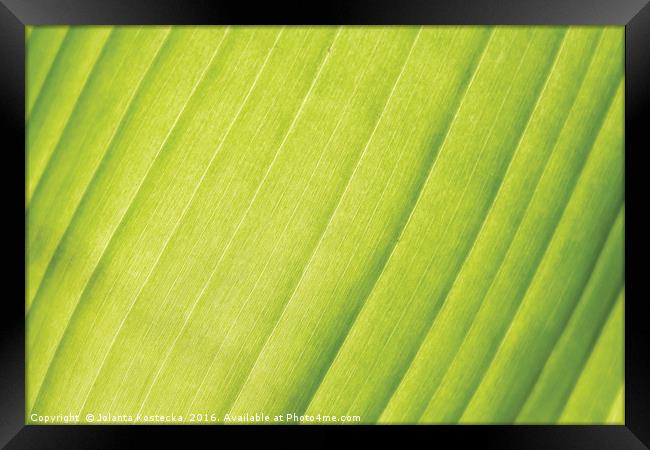 Vivid palm leaf Framed Print by Jolanta Kostecka
