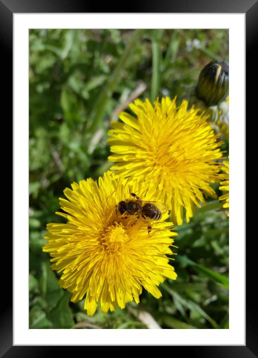 bee at work Framed Mounted Print by Marinela Feier