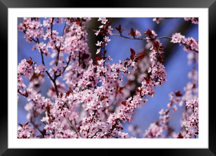 Blossom cherry Sky Background Framed Mounted Print by Adrian Bud