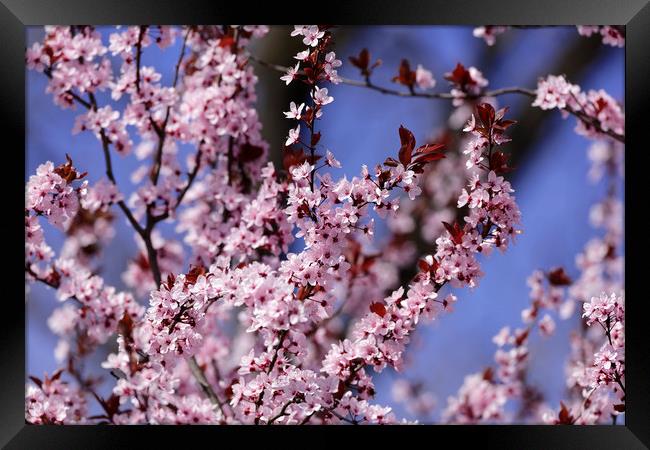 Blossom cherry Sky Background Framed Print by Adrian Bud