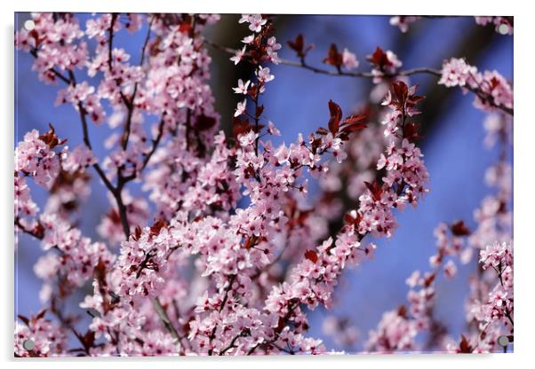 Blossom cherry Sky Background Acrylic by Adrian Bud