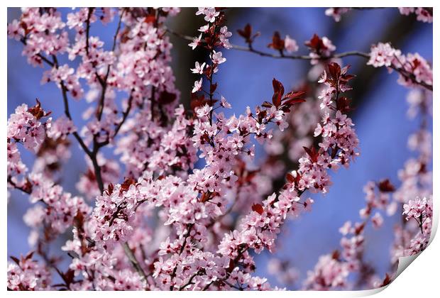 Blossom cherry Sky Background Print by Adrian Bud