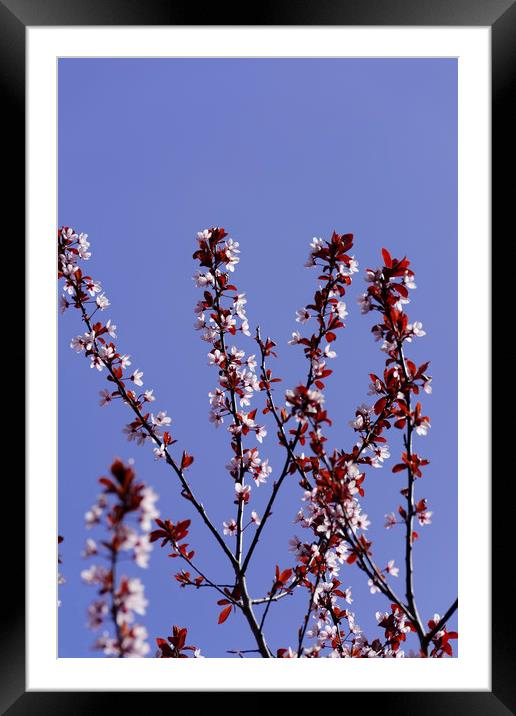 April blossom cherry backlit Framed Mounted Print by Adrian Bud