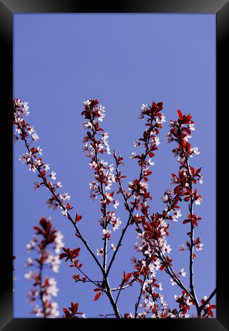 April blossom cherry backlit Framed Print by Adrian Bud