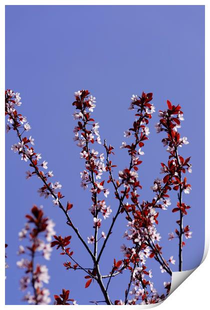 April blossom cherry backlit Print by Adrian Bud