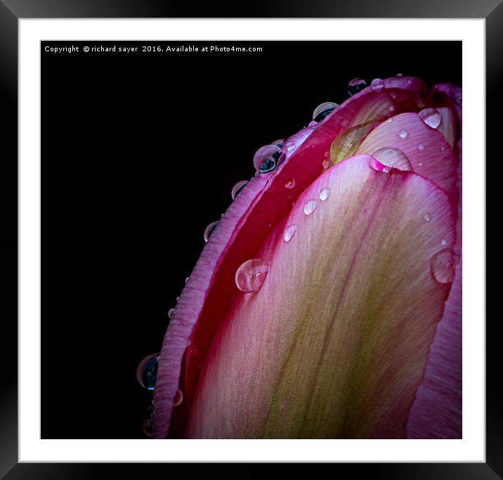 Tulip Tears Framed Mounted Print by richard sayer