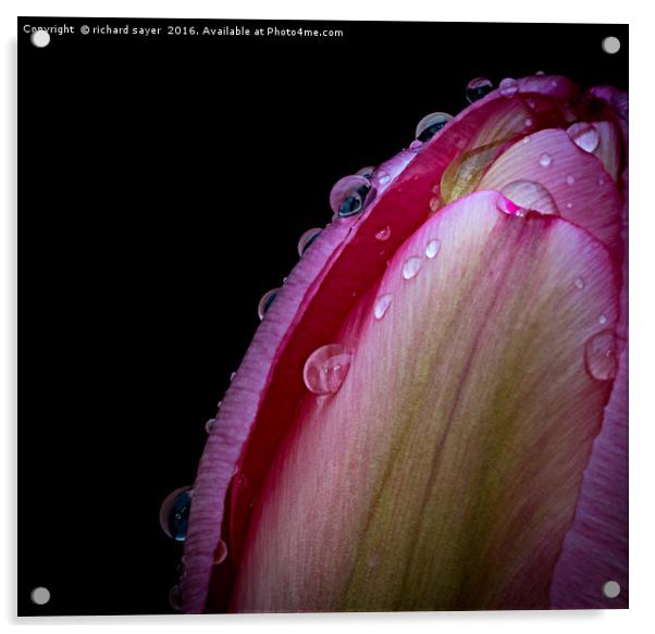 Tulip Tears Acrylic by richard sayer