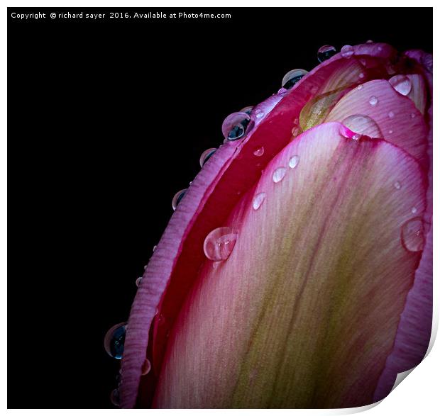Tulip Tears Print by richard sayer
