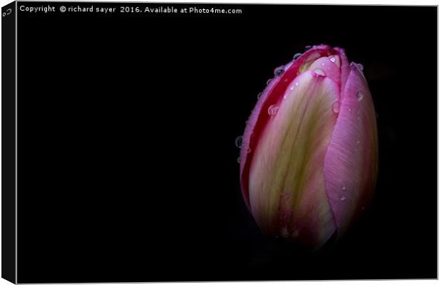Dew Kissed Tulip Canvas Print by richard sayer