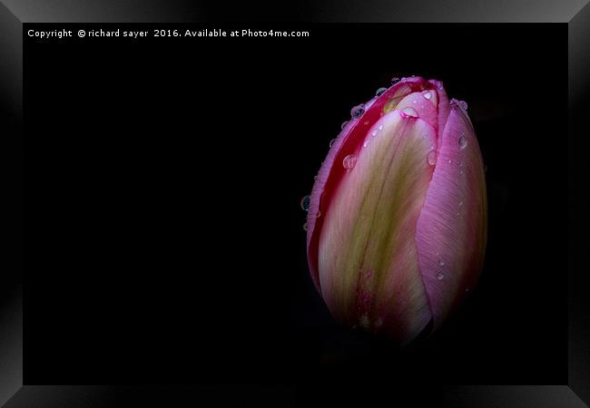 Dew Kissed Tulip Framed Print by richard sayer